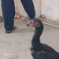 جوجه‌لاری‌اوشامو‌۵‌ماهه