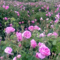 گلاب سنگین
