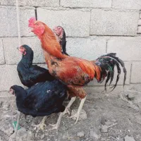 مرغ و خروس لاری اصیل