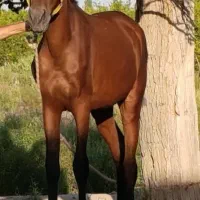کره اسب