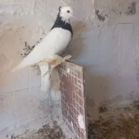 طوقی نر  سیاه فروشی