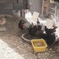 مرغ و خروس