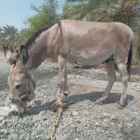 مزرعه حیوانات
