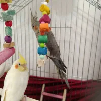 عروس هلندی نر و ماده