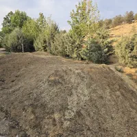 کود گوسفندی خالص