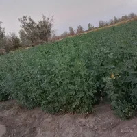 بزر تضمینی