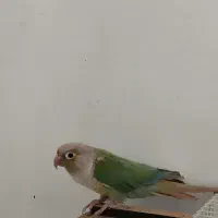 گرینچیک پاین اپل