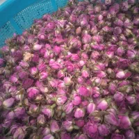 غنچه گل محمدی رومشکان
