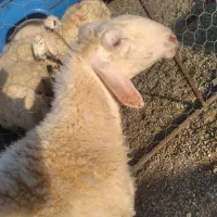گوسفند اصل ماده آبستن