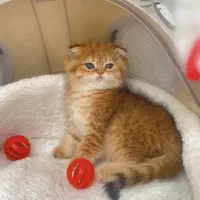 فروش گربه های آپارتمانی ( Meow Hop )