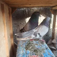 کفتر پر اصفهانی