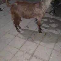 یک عدد بز چاق