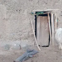 الاغ|حیوانات مزرعه|نیشابور, ماروسک|دیوار