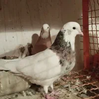 نرماده طوقی  مجسمه