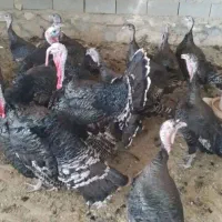 مرغ وخروس،بوقلمون نروماده،غاز،تخم مرغ،تخم بوقلمون