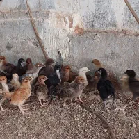 جوجه محلی 25روزه واکسن خورده