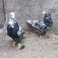 سار سوسکی سنگی