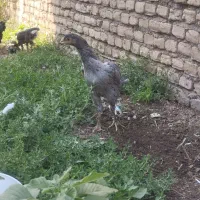 مرغ طوسی ابرش نصل خوب