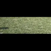 شوید و شنبلیله خشک