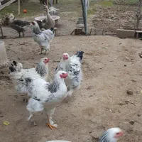 خروس برهما اصیل (رومانی)