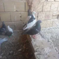کفتر‌گیریفتنی
