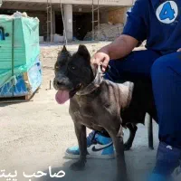 پیتبول ماده اصل