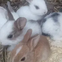بچه خرگوش