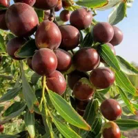 عناب تازه بیرجند