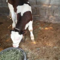 یک عدد گاو با گوساله سیمتال