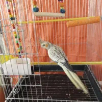 عروس زیبای گل باقالی (چهار ماهه) آماده آموزش