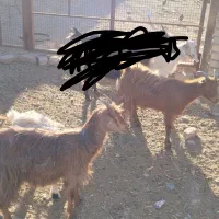بره نر و بزغاله