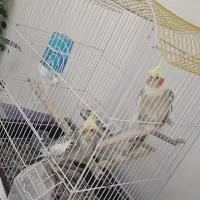 عروس هلندی جفت نرو ماده با قفس و جای اب و غذا