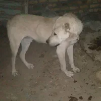 سگ گله