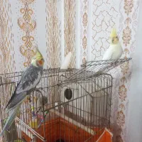 یک جفت عروس هلندی کاملا سالم