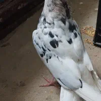 کوهی دم سفید ماده