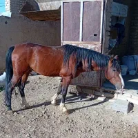 اسب