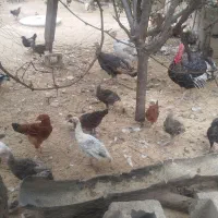 فروش بوقلمون و اردک کوچک و بزرگ همه با هم