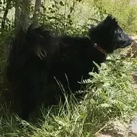 واگذاری سگ نر قدرجونی گله ای نگهبان