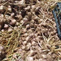 فروس سیر تازه