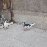 پرنده|پرنده|سبزوار, همت|دیوار