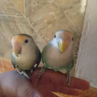 طوطی پرنده