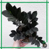 سلام گل گیاه برای فروش