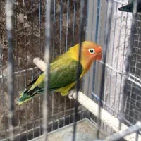 جوجه کوتوله یووینگ