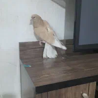 کبوتر زردی نر  معاوضه با کفتر