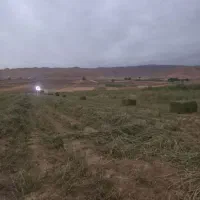 یونجه خشک