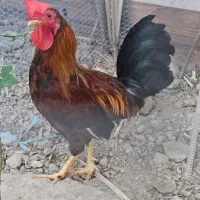 خروس