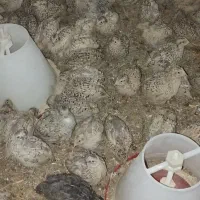 بلدرچین ۲۵ روزه