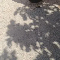 مرغ و خروس بوقلمون