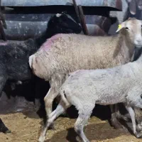 سلاخ ماهر، گوسفند زنده، کود گوسفندی
