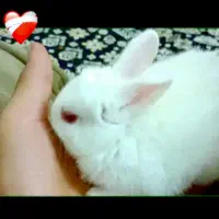 بچه خرگوش ۲ ماهه سفید چشم شرابی
